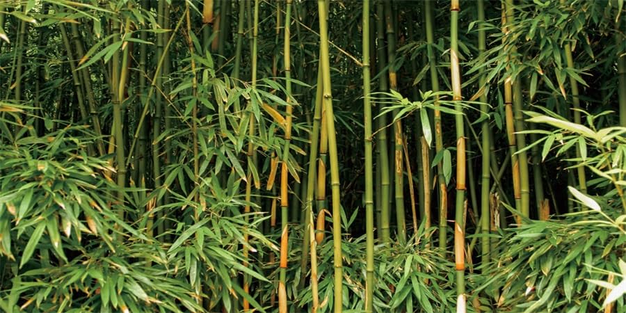 YongFoto Reptile Tank Terrarium Background 48x24 inch Bamboo Forest Green Bamboo Nature Scenery Reptile Habitat Background Bearded Dragon Fish Tank Aquarium Polyester Backdrop