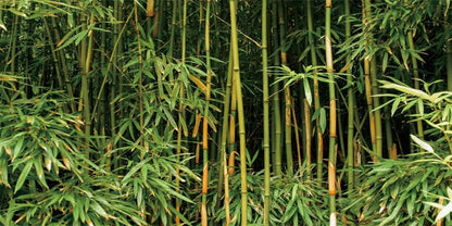 YongFoto Reptile Tank Terrarium Background 48x24 inch Bamboo Forest Green Bamboo Nature Scenery Reptile Habitat Background Bearded Dragon Fish Tank Aquarium Polyester Backdrop