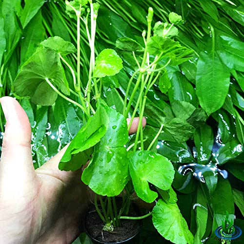 Brazilian Pennywort | Hydrocotyle Leucocephala Potted Live Aquarium Plants for Freshwater Fish Tank