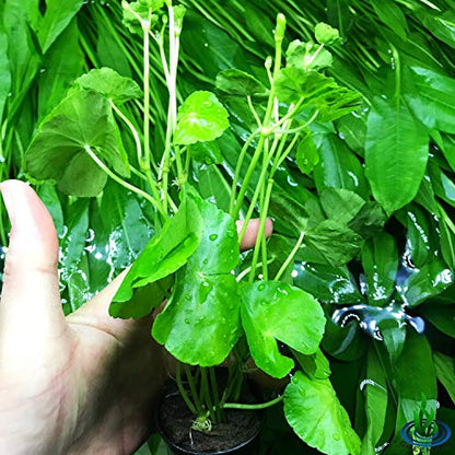 Brazilian Pennywort | Hydrocotyle Leucocephala Potted Live Aquarium Plants for Freshwater Fish Tank