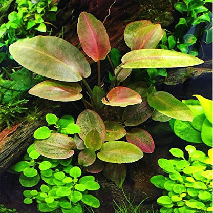 Super Red Set Package Live Aquarium Decorations Aquatic Plants for Fish Tank by Mainam