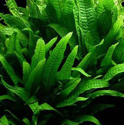 3 Different Beginner/Super Easy Live Aquarium Plants - Bacopa + Hornwort + Java Fern BUY2GET1FREE!