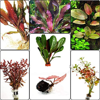 Super Red Set Package Live Aquarium Decorations Aquatic Plants for Fish Tank by Mainam