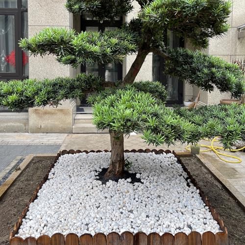 5 lbs White Matte Rocks for Plants, 2-3 Inch Large Pebbles for Indoor Plants, Decorative River Stones for Succulent, Landscaping, Vases, Crafting and Garden