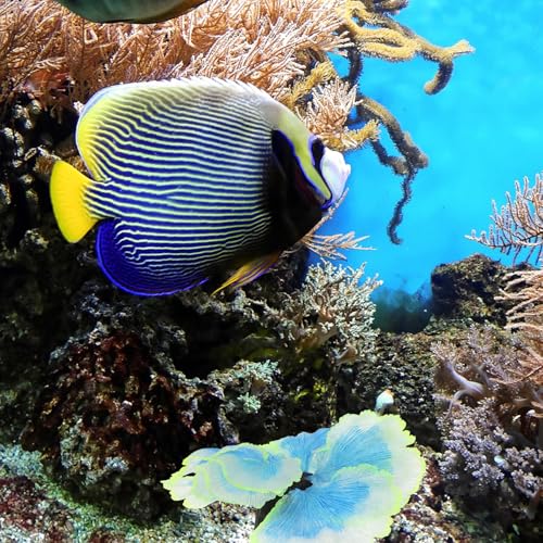 LALAFINA Artificial Aquarium Plant Fish Tank Decor Blue Silicone Water Grass Ornament for Freshwater Aquatic Pets Fish Tank Decoration