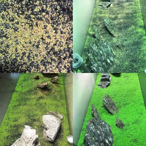 Fresh Water Aquarium Plant Starter Kit, Easy Growing, Small Leaf, Dwarf Carpet Decor for Fish Tank/Terrarium - 1 Pack (Big Leaf)