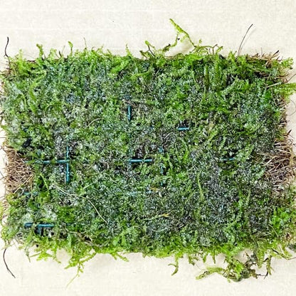 Java Moss Vesicularia Dubyana Mats US Grow Live Aquarium Plant Tropical Freshwater Decorations BUY2GET1FREE