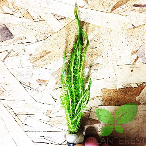– Mayaca Fluviatilis Bundle Stems Live Aquarium Plant Decorations BUY2GET1FREE
