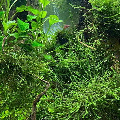Java Moss Vesicularia Dubyana Mats US Grow Live Aquarium Plant Tropical Freshwater Decorations BUY2GET1FREE