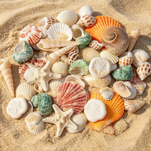 12 Kinds 50 PCS Natural Mixed Seashells Various Sizes, Sea Shells for Crafts, DIY Vase Fillers, Home Decor & Wedding Decorations, Birthday Gift, Beach Theme Party Supplies
