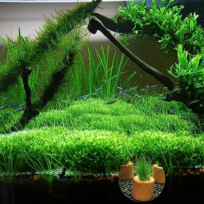 20 Pcs Aquatic Water Plant Fixed Rings, Aquarium Landscape Ceramic Pottery Plant Pot Gravity Ring for Fish Tank Accessories