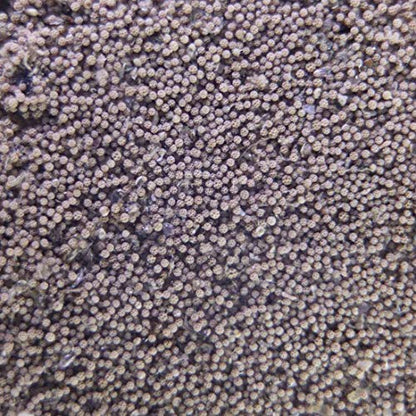 GREEN WATER FARM Fairy Shrimp Sirindhornae Eggs Live Fish Food for Hatching and Culture Suitable for Feed Betta Fish