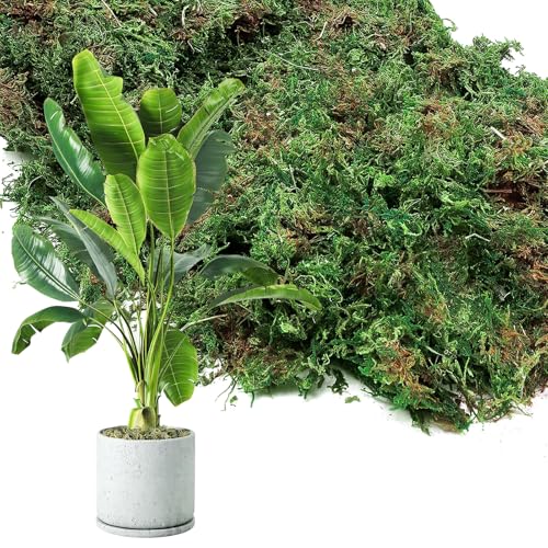 35oz Jumbo Pack Natural Green Moss for Plants Indoor - Bulk Dried Forest Real Moss for Crafts, Artificial Fairy Gardens, Mosswall, Glass Terrariums, Floral Design, Home Decor - style: 35oz