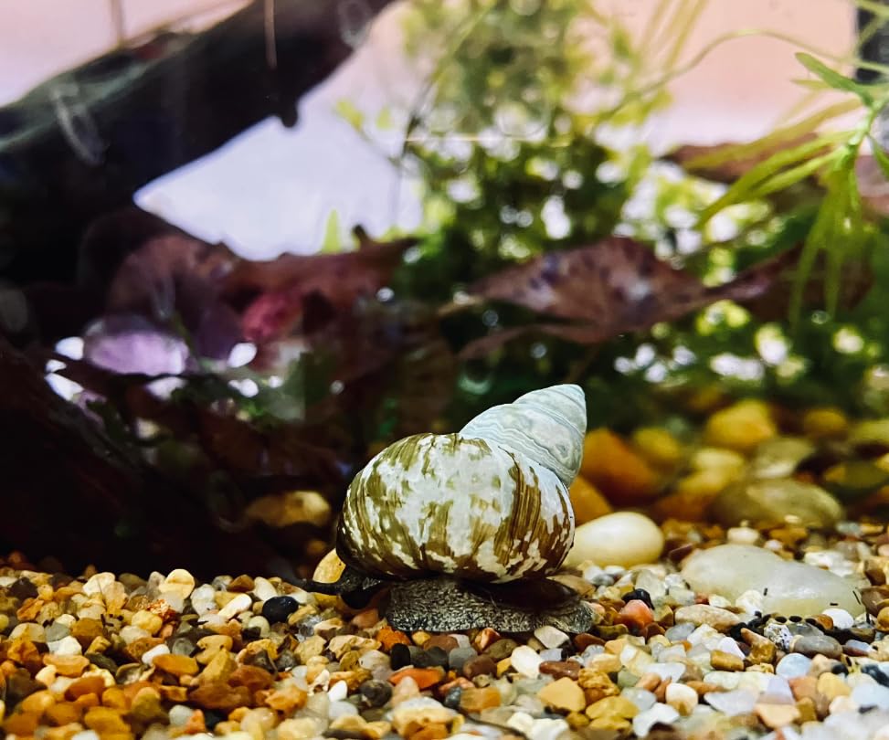 10 Live Trapdoor Snails for Freshwater Aquariums and Ponds Help Water Cleaner