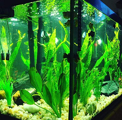(10+ Leaves) Microsorum Pteropus Java Fern Live Aquarium Plant Tall Bunch Aquatic Fish Tank Decoration