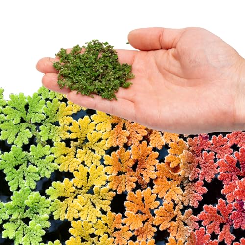 Live Plants - Azolla Caroliniana, Mosquito Fern, Floating Aquarium Plant, Green Floating Plant for Freshwater Aquariums, Ponds - 1 Cup - color: Azolla / Mosquito Fern / Fairy Moss