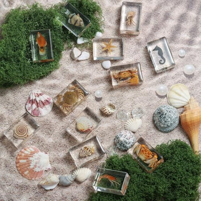 12 Pcs Real Ocean Animal & Insect Specimens in Resin - Educational Science Display Collection with 12 Unique Styles - Perfect for School Projects, Bug Collectors & Home Decor