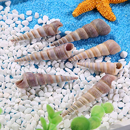 50 Pcs Medium Sea Shells Natural Seashells for Fish Tank, Home Decorations, Beach Theme Party, Wedding Decor, DIY Crafts, Fish Tan