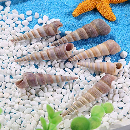 50 Pcs Medium Sea Shells Natural Seashells for Fish Tank, Home Decorations, Beach Theme Party, Wedding Decor, DIY Crafts, Fish Tan