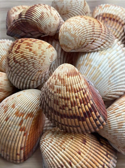 Large Cockle Sea Shells, 2.5"-4.5" Various Sizes Natural Seashells for Baking Shells Beach Themed Party DIY Crafts Fishtank Ocean Home Wedding Decorations (2)