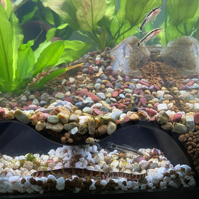 YQN® Underground Tunnels in Aquariums, Caves Hiding Fish Tanks, Ornamental Fish Under Gravel in Fish Tanks, benthic Fish in Streams, Small Fish, Shrimp, and Crabs Hiding in Double-Hole Caves