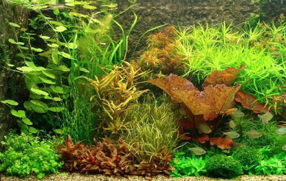 3 Types of Super Easy/Beginner Live Aquarium Plants - Bacopa + Hornwort + Easy Floating Plants BUY2GET1FREE!