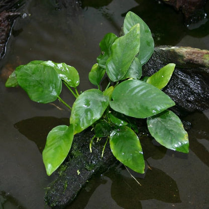 Anubias Barteri Pot Broad Leaf Anubias Easy Live Aquarium Plants Aquatic Plants Buy 2 G1F