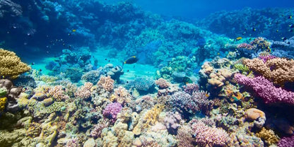 Custom Aquarium Background Photo Backdrop Personalized Aquarium Backdrop Upload Picture Reptile Habitat Hideout Underwater Fish Tank Accessories 48x18 inch