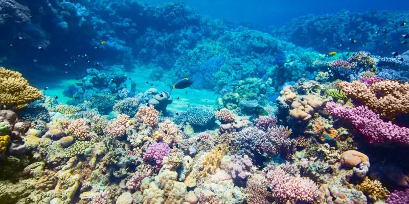 Custom Aquarium Background Photo Backdrop Personalized Aquarium Backdrop Upload Picture Reptile Habitat Hideout Underwater Fish Tank Accessories 48x24 inch - size: 48x24IN