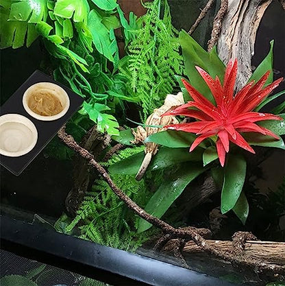 Paper Feeding Cups Samll 0.5 oz Gecko Food and Water Feeding Dish Ledge Accessories Bowls for Crested Gecko Lizards Reptiles Pets (Ledge+20cups)