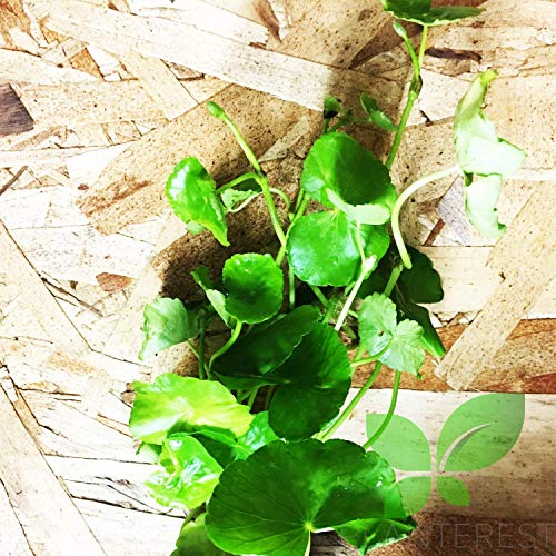 Brazilian Pennywort Potted Hydrocotyle Leucocephala Tropical Easy Live Aquarium Plants Decorations for Fish Tank BUY2GET1FREE Eco Friendly