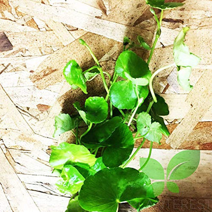 Brazilian Pennywort Potted Hydrocotyle Leucocephala Tropical Easy Live Aquarium Plants Decorations for Fish Tank BUY2GET1FREE Eco Friendly