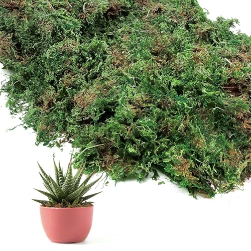 5oz Natural Green Moss for Plants Indoor - Dried Forest Real Moss for Crafts, Artificial Fairy Gardens, Mosswall, Glass Terrariums, Floral Design, Home Decor - style: 5oz