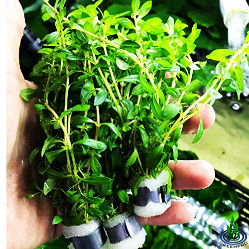 | Ludwigia Arcuata Needle Leaf 3-Bundle Red Live Aquarium Plants Package Freshwater Fish Tank