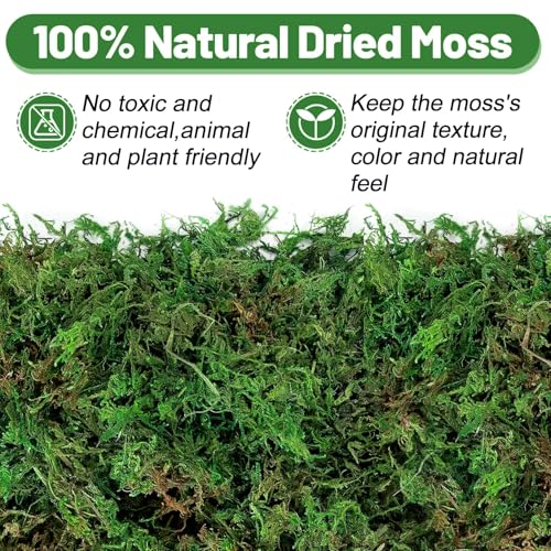 35oz Jumbo Pack Natural Green Moss for Plants Indoor - Bulk Dried Forest Real Moss for Crafts, Artificial Fairy Gardens, Mosswall, Glass Terrariums, Floral Design, Home Decor - style: 35oz
