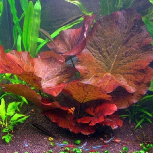 Tiger Lotus Lily Nymphaea Lotus - Live Aquarium Plants - Freshwater Aquatic Plant Buy 2 Get 1
