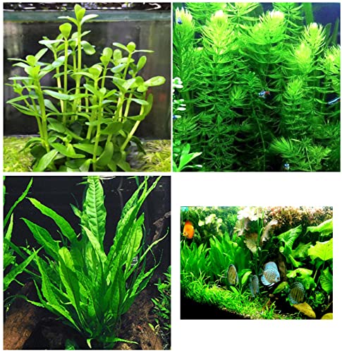 3 Different Beginner/Super Easy Live Aquarium Plants - Bacopa + Hornwort + Java Fern BUY2GET1FREE!