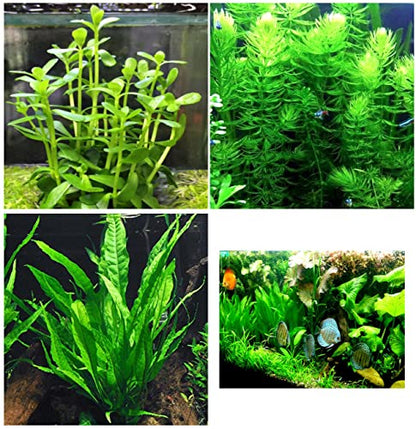 3 Different Beginner/Super Easy Live Aquarium Plants - Bacopa + Hornwort + Java Fern BUY2GET1FREE!