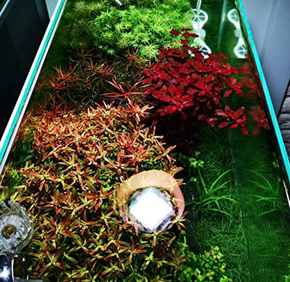 | Ludwigia Arcuata Needle Leaf 3-Bundle Red Live Aquarium Plants Package Freshwater Fish Tank
