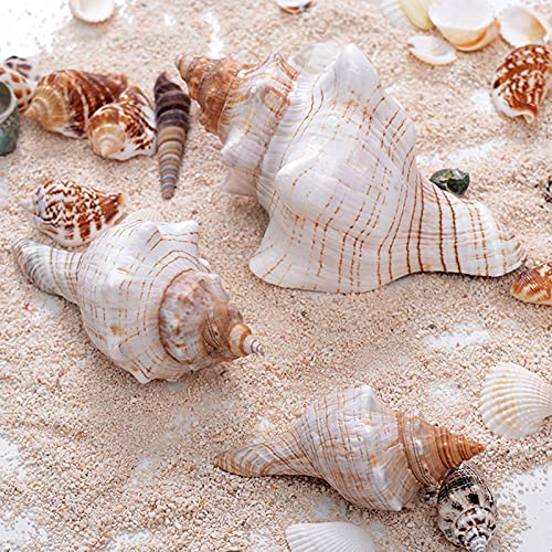 2PCS Conch Shell Large Natural Seashells Perfect for Fish Tank Wedding Decor Beach Theme Party Home Decorations