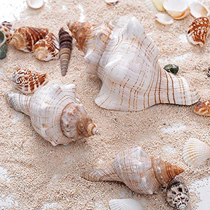 2PCS Conch Shell Large Natural Seashells Perfect for Fish Tank Wedding Decor Beach Theme Party Home Decorations