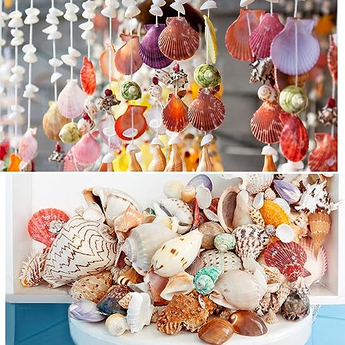 Jangostor Sea Shells Mixed Ocean Seashells, 1.2"-3.5" Various Sizes Beach Seashells and Natural Starfish for Vase Fillers Fish Tank Beach Themed Party Home Wedding Decorations DIY Crafts