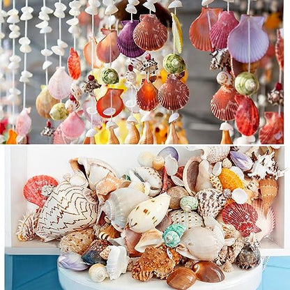 Jangostor Sea Shells Mixed Ocean Seashells, 1.2"-3.5" Various Sizes Beach Seashells and Natural Starfish for Vase Fillers Fish Tank Beach Themed Party Home Wedding Decorations DIY Crafts