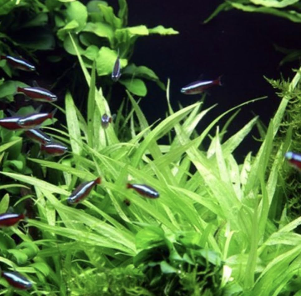 Bulk Dwarf Chain Sword (Helanthium tenellum) Easy Live Aquarium Plants for Aquatic Freshwater Fish Tank (15)