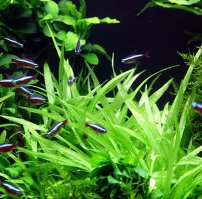 Bulk Dwarf Chain Sword (Helanthium tenellum) Easy Live Aquarium Plants for Aquatic Freshwater Fish Tank (15)