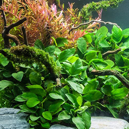 Anubias Barteri Pot Broad Leaf Anubias Easy Live Aquarium Plants Aquatic Plants Buy 2 G1F