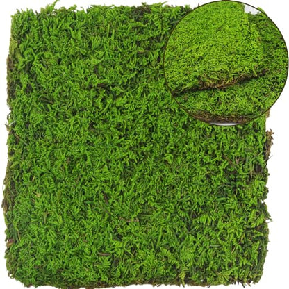 2 Pcs Preserved Sheet Moss for Potted Plants 2 sq.ft. Dried Natural Preserved Mat Green Moss Sheets for Planters Crafts Woodland Decor Garden Party Wall Art DIY Project Light Green