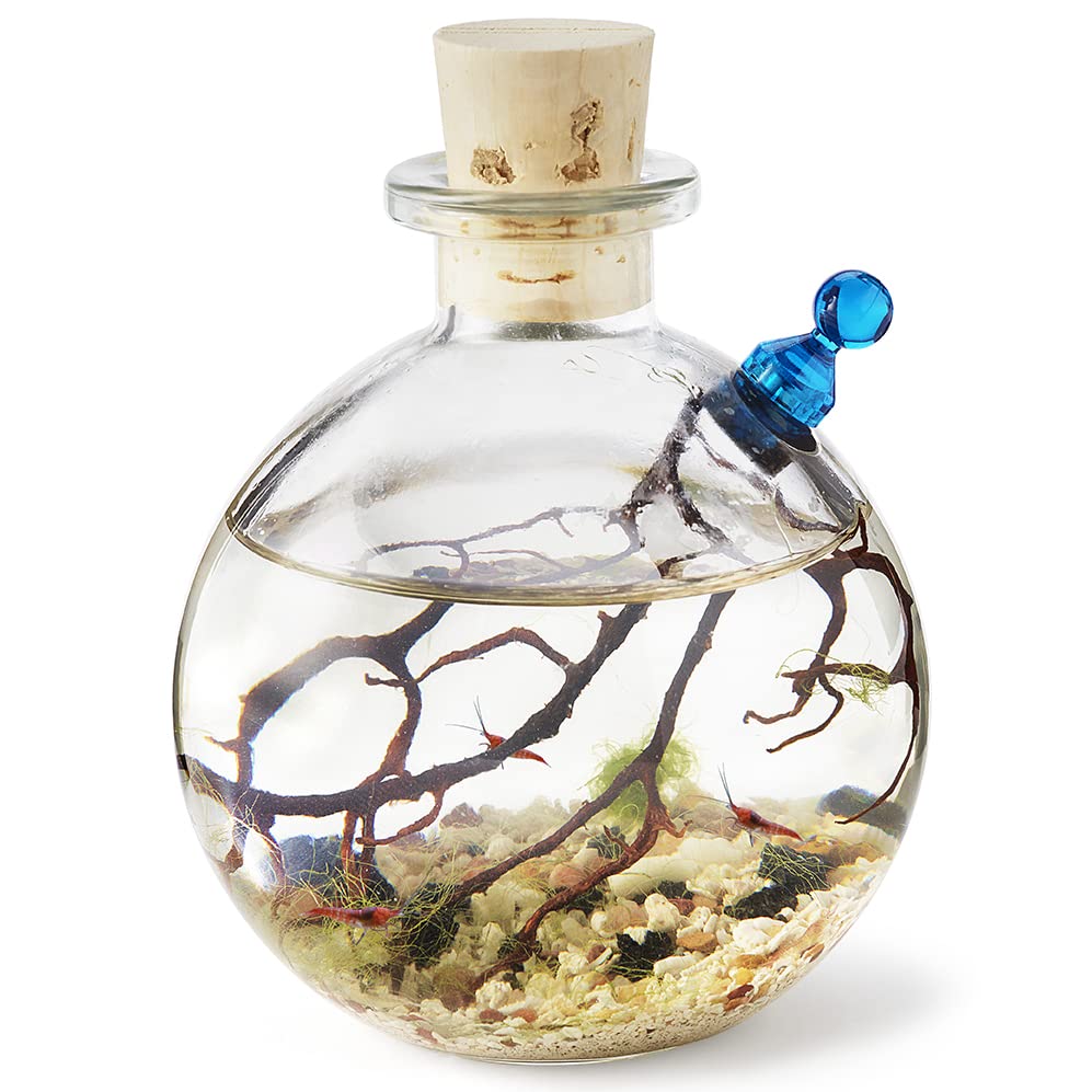 Self-Sustaining Ecosystem - Natural. Contains Live Opae Ula Shrimp