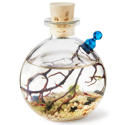 Self-Sustaining Ecosystem - Natural. Contains Live Opae Ula Shrimp