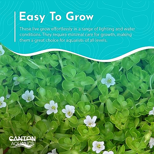 Moneywort Bacopa Monnieri Live Aquarium Plant Stem Bundle Freshwater Easy Beginner Background Plant - Low-Medium Light - size: Bunch